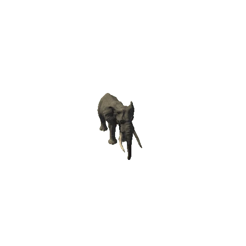 elephant_ii_fv_ip_SHP_m01 LOD